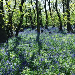 Bluebell walk at Fernygrove Farm