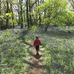 Bluebell walk at Fernygrove Farm